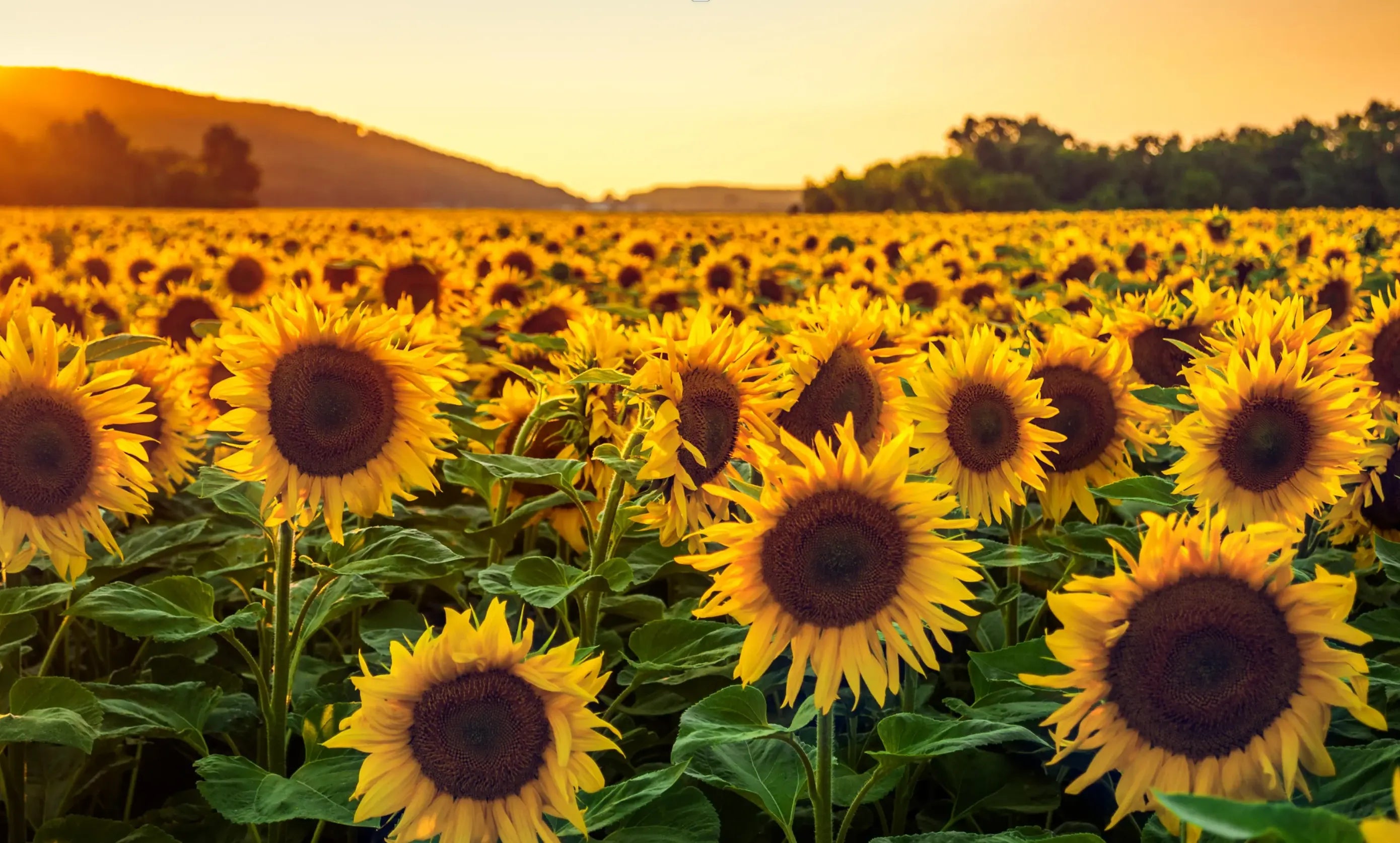 SUNFLOWER Relaxa Candle Canada