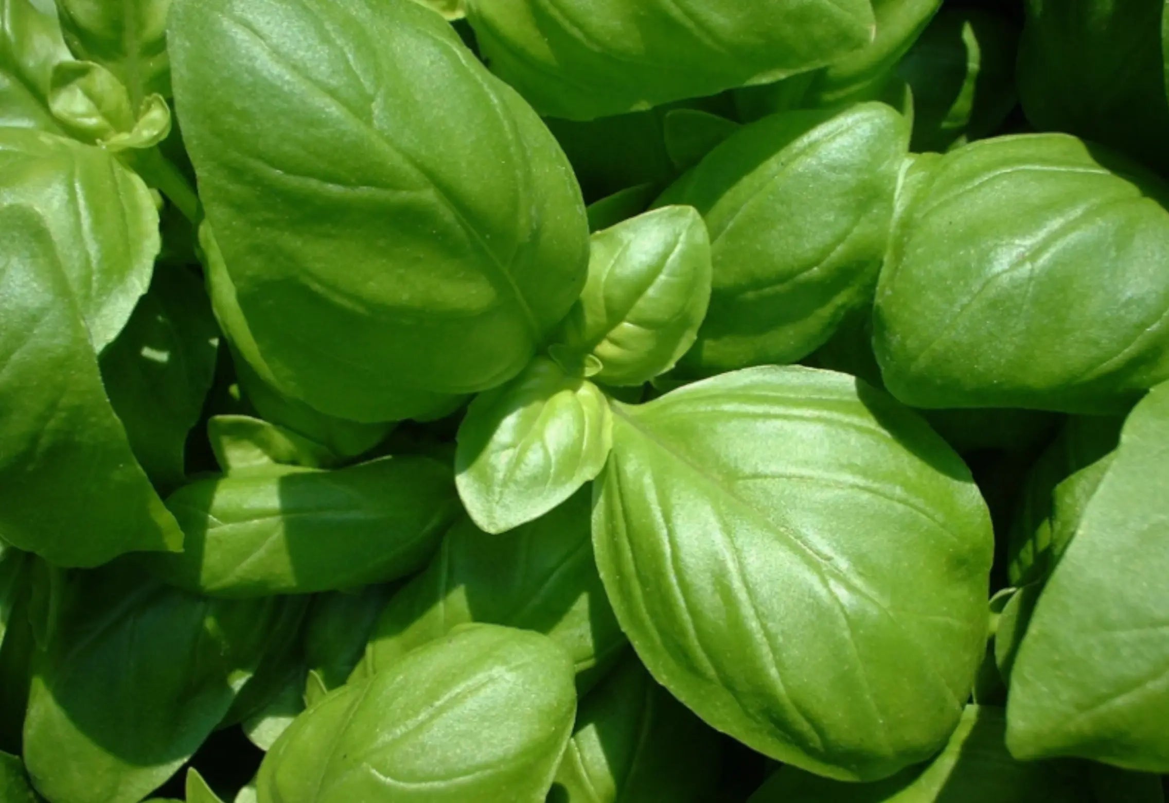 CRUSHED BASIL Relaxa Candle Canada